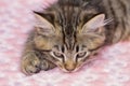 Cute little striped kitten is watching lying on a pink fur blanket, close-up.