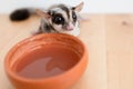 Cute little Sugar Glider drinks water from earthen ceramic cup. Royalty Free Stock Photo