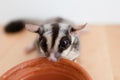 Cute little Sugar Glider drinks water from earthen ceramic cup. Royalty Free Stock Photo