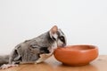 Cute little Sugar Glider drinks water from earthen ceramic cup. Royalty Free Stock Photo