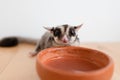 Cute little Sugar Glider drinks water from earthen ceramic cup. Royalty Free Stock Photo