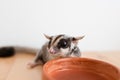 Cute little Sugar Glider drinks water from earthen ceramic cup. Royalty Free Stock Photo