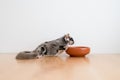 Cute little Sugar Glider drinks water from earthen ceramic cup. Royalty Free Stock Photo