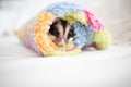 Cute little Sugar Glider rolled in soft cloth Royalty Free Stock Photo