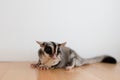 Cute little Sugar Glider on wooden table.