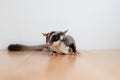 Cute little Sugar Glider on wooden table. Royalty Free Stock Photo