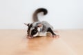 Cute little Sugar Glider on wooden table.