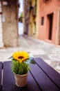 Cute little sunflower on the table of a restaurant, Italy