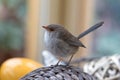 Cute little Superb Fairy Wren bird with wet feathers perching on Royalty Free Stock Photo