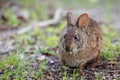 A cute little Swamp Rabbit snacks on some grass