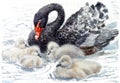 Hand drawn watercolor of swan family.