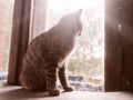 Cute little tabby cat sitting by a dirty window of an old country house. Selective focus. Rural life. Warm and muted color and Royalty Free Stock Photo