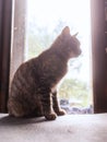 Cute little tabby cat sitting by a dirty window of an old country house. Selective focus. Rural life. Warm and muted color and Royalty Free Stock Photo