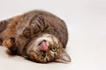 Cute little tabby cat tumbles on light background, licking with its pink tongue. Concept of natural yummy for pets, organic food, Royalty Free Stock Photo