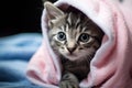 Cute little tabby kitten with blue eyes wrapped in pink blanket, Cute wet gray tabby cat kitten after a bath wrapped in a pink