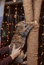 Cute little tabby kitten leaning contentedly up against a scratching new rope post looking at the camera with a curious Royalty Free Stock Photo