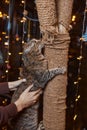 Cute little tabby kitten leaning contentedly up against a scratching new rope post looking at the camera with a curious Royalty Free Stock Photo