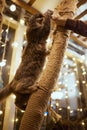 Cute little tabby kitten leaning contentedly up against a scratching new rope post looking at the camera with a curious Royalty Free Stock Photo