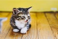 Cute little tabby kitten lying on the wooden floor Royalty Free Stock Photo