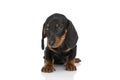 Cute little teckel dachshund dog looking to side and sitting Royalty Free Stock Photo