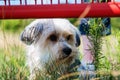 Cute, little terrier dog outside Royalty Free Stock Photo