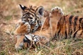 Cute little Tiger cubs playing in the grass Royalty Free Stock Photo