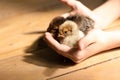 Cute little tiny newborn baby chicks in hands of child. Communication of kids with animals, animal therapy. Happy child Royalty Free Stock Photo