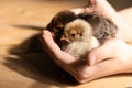 Cute little tiny newborn baby chicks in hands of child. Communication of kids with animals, animal therapy. Happy child Royalty Free Stock Photo