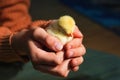 Cute small tiny newborn yellow baby chick in hands of child. Communication of kids with animals, animal therapy. Happy