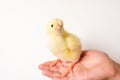 cute little tiny newborn yellow baby chick in kid`s hand on white background. Royalty Free Stock Photo