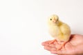 cute little tiny newborn yellow baby chick in kid`s hand on white background. Royalty Free Stock Photo