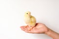 cute little tiny newborn yellow baby chick in kid`s hand on white background. Royalty Free Stock Photo