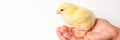 Cute little tiny newborn yellow baby chick in kid`s hands on white background. banner. Royalty Free Stock Photo