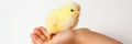 Cute little tiny newborn yellow baby chick in kid`s hands on white background. banner. Royalty Free Stock Photo