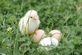 cute little tiny newborn yellow baby chick and three chicken farmer eggs in the green grass on nature outdoor. Royalty Free Stock Photo