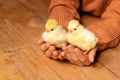 Cute little tiny newborn yellow baby chicks in hands of child. Communication of kids with animals, animal therapy. Happy Royalty Free Stock Photo