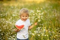 Cute little toddler child, blond boy, eating watermelon in beautiful daisy field