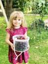 Cute little toddler girl holding bucket with ripe sweet red cherries. Happy child picking fresh organic berries in Royalty Free Stock Photo