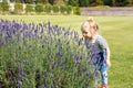 Cute little toddler girl with lavender rows in garden. Happy healthy child smiling and looking at the camera. Ireland Royalty Free Stock Photo