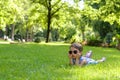 Cute little toddler girl laying in the grass on a sunny summer Royalty Free Stock Photo