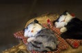 Cute little toy cats sleeping on little bed on wooden board Royalty Free Stock Photo