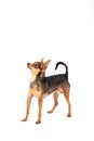 Cute little toy-terrier, white background. Royalty Free Stock Photo