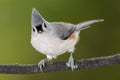 Tufted Titmouse Perched on a Slender Tree Branch