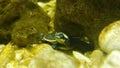 Cute little turtle pink belly side-necked under rocks