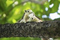 Cute little two squirrels sitting on branch Royalty Free Stock Photo