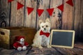 Cute Little Valentine Puppy with Red Bow Tie Royalty Free Stock Photo