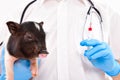 Cute Vietnamese pig in the vaccination at the vet Royalty Free Stock Photo