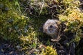 A cute little Water vole