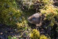 A cute little Water vole