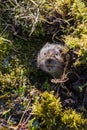 A cute little Water vole